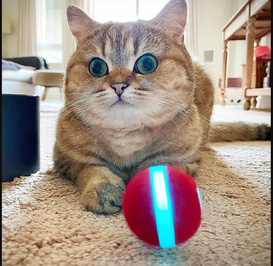 Cheerble Cat M1 Ball - Red Injoya - Image 0