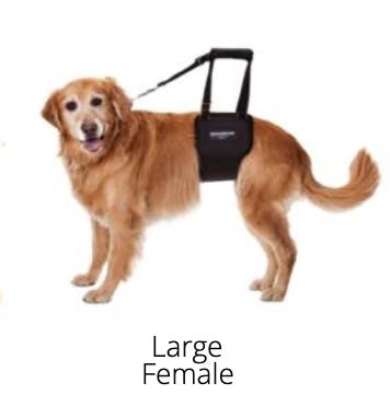 GingerLead- Dog Support & Rehabilitation Harnesses - Image 1