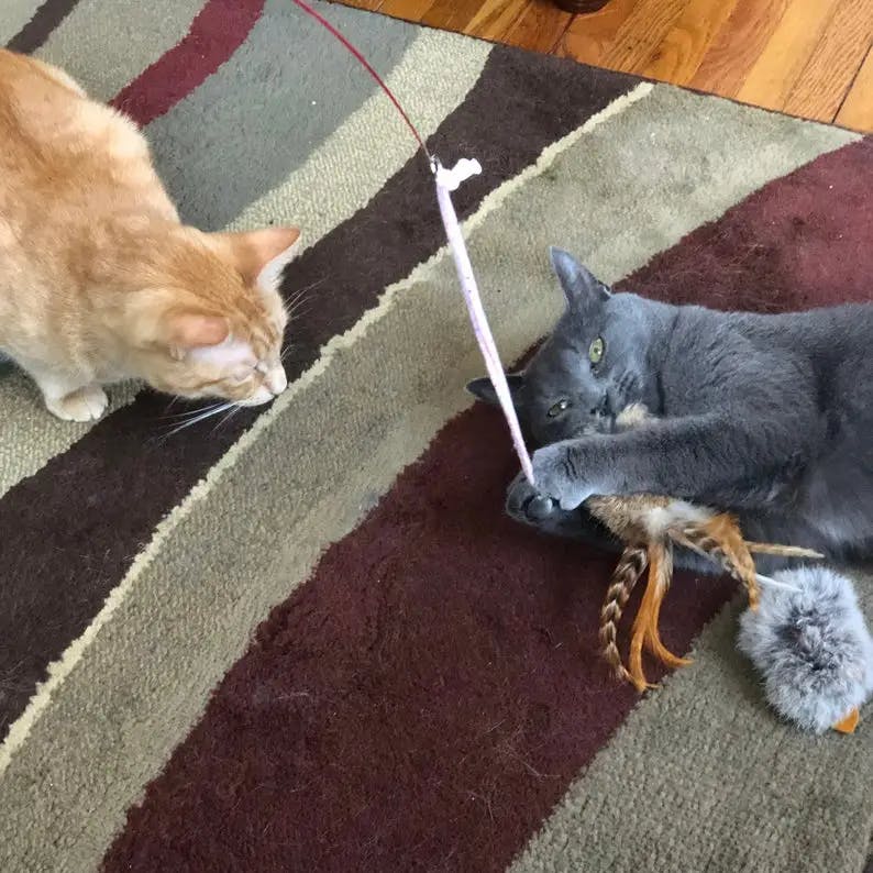 Cat Fishing Pole Toy - Image 0