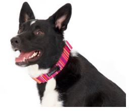 Featherweight Martingale Collar