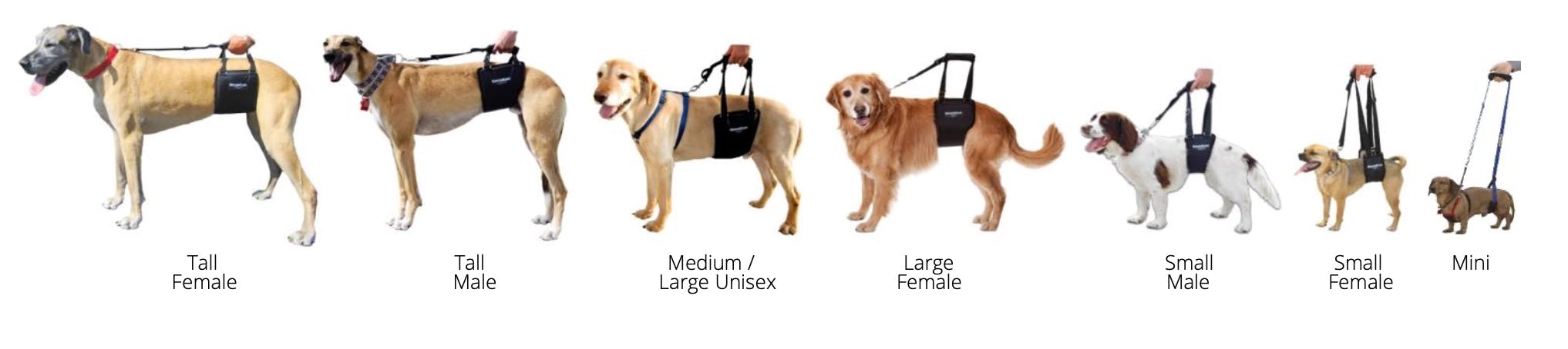 GingerLead- Dog Support & Rehabilitation Harnesses
